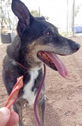 BENJI Imagen 1